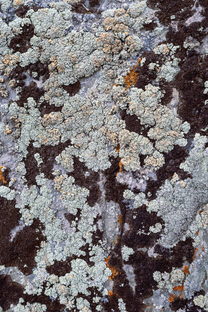 istock Moss and lichen growing on grey rock. Natural texture background with bright colorful vegetation on stone. 1312156184