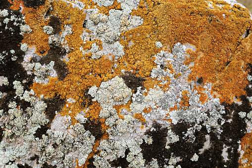 Moss and lichen growing on grey rock. Natural texture background with bright colorful vegetation on stone. Soft selective focus.