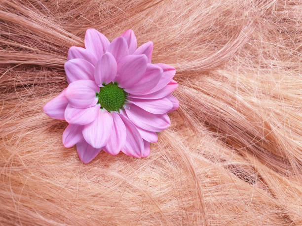 istock flower chrysanthemum hair close-up background 1312158826