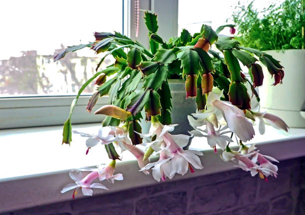 istock christmas cactus with white flowers blooms in a pot 1312158845