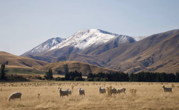istock Sheep in New Zealand 1312158927