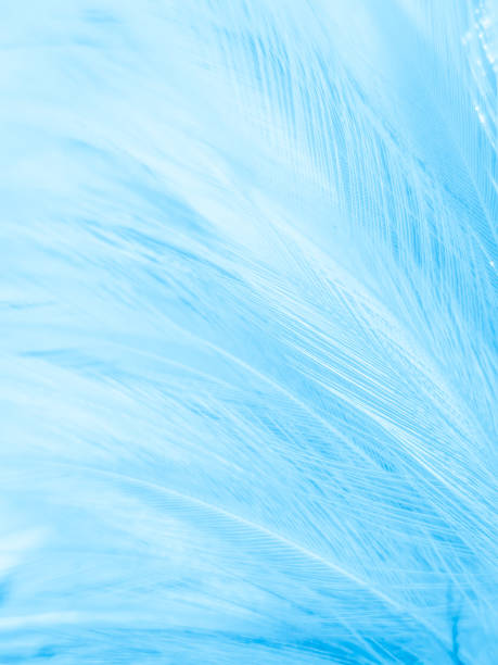 istock Beautiful abstract blue feathers on white background, white feather texture and blue background, feather wallpaper, blue texture banners, love theme, valentines day , gray gradient 1312159113