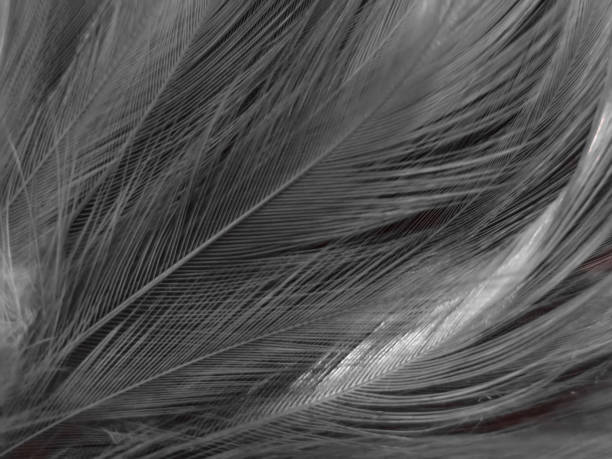 istock Beautiful abstract black feathers on white background and soft white feather texture on white texture pattern, dark theme wallpaper, gray feather background, gray banners, white gradient 1312159116