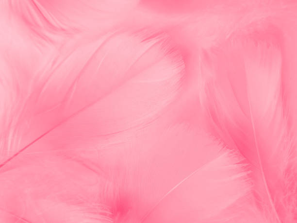 istock Beautiful abstract light pink feathers on white background,  white feather frame on pink texture pattern and pink background, love theme wallpaper and valentines day, white gradient 1312159129
