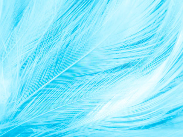 istock Beautiful abstract blue feathers on white background, white feather texture and blue background, feather wallpaper, blue texture banners, love theme, valentines day , gray gradient 1312159131
