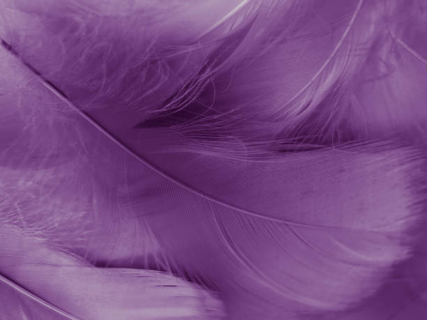istock Beautiful abstract purple feathers on white background, black feather texture on dark pattern and purple background, colorful feather wallpaper, love theme, valentines day, light purple gradient 1312159132