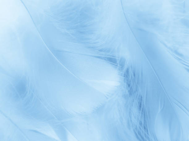 istock Beautiful abstract blue feathers on white background, white feather texture and blue background, feather wallpaper, blue texture banners, love theme, valentines day , gray gradient 1312159183