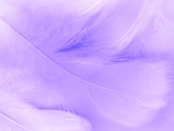 istock Beautiful abstract purple feathers on white background, black feather texture on dark pattern and purple background, colorful feather wallpaper, love theme, valentines day, light purple gradient 1312159188