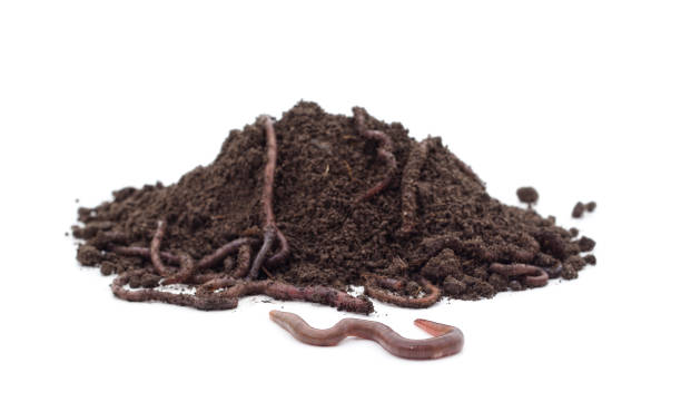 istock Brown earthworms with a lump of earth. 1312160138