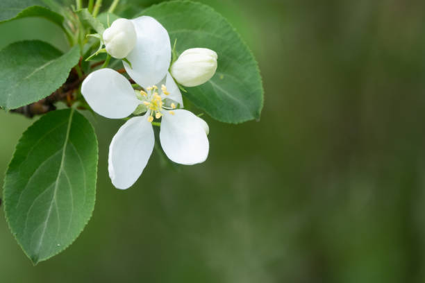 istock White blossoming apple trees. White apple tree flowers 1312160272