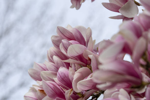 Close up of branch of Magnolia blossom with grey background Close up of branch of Magnolia blossom with grey background. Place for text. spring bud selective focus outdoors stock pictures, royalty-free photos & images