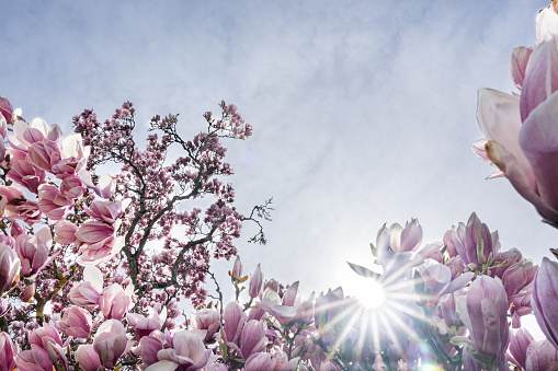 Sun between branches of Magnolia blossom with white sky as background. Place for text.