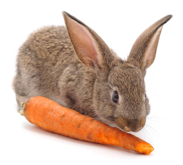 istock Brown rabbit and orange carrot. 1312160989
