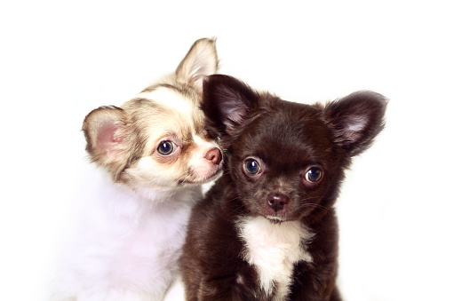 Chihuahua long-haired white and brown puppies studio portrait isolated on white background