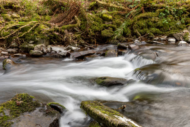 istock Horner woods in Somerset 1312161680