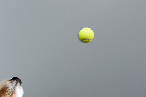 Dog snout and tennis ball against grey stone background