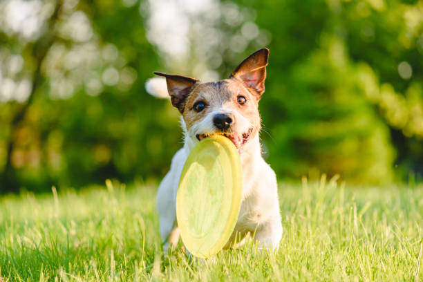 szczęśliwy pies gra pobrać grę z tworzywa sztucznego latający dysk trwały dla zębów psów i odporne na przebicie w letni dzień - dog park retrieving humor zdjęcia i obrazy z banku zdjęć