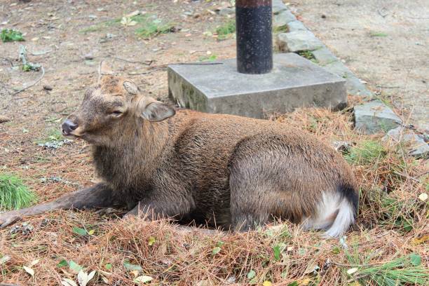 istock Male deer with no antler in Nara 1312161845