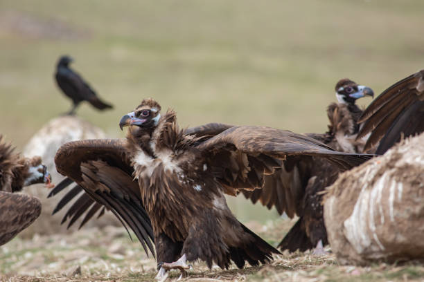 istock Cinereous Vulture 1312161972