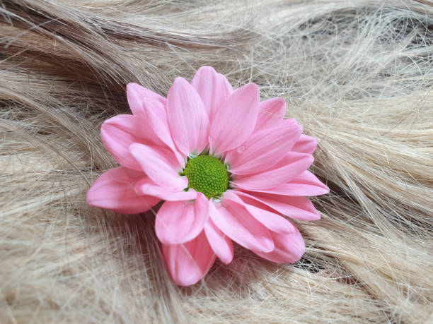 istock flower chrysanthemum hair close-up background 1312162047