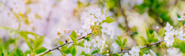 istock Beautiful panoramic spring scenery with cherry blossom and bokeh background 1312162051