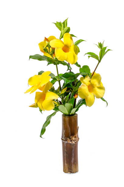 istock flower Allamanda cathartica 1312162070