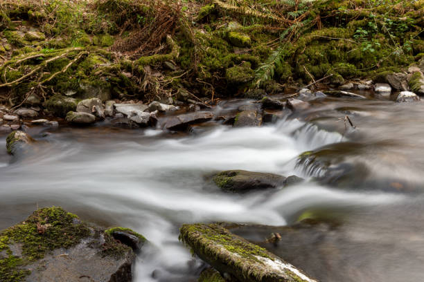 istock Horner woods in Somerset 1312162101