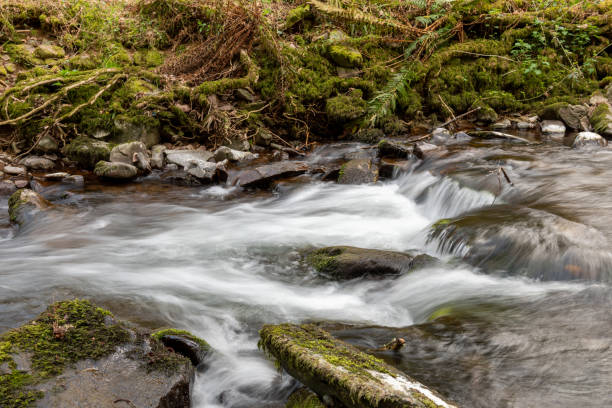 istock Horner woods in Somerset 1312162244