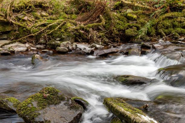 istock Horner woods in Somerset 1312162245