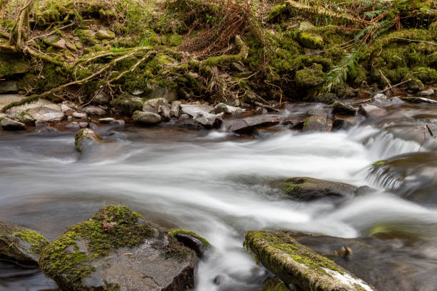 istock Horner woods in Somerset 1312162298