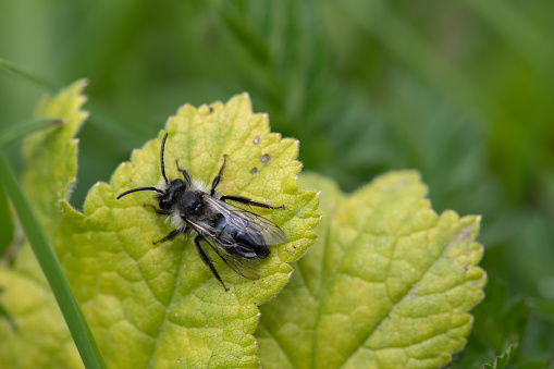 Close up of an ashy mining bee (andrena cineraria) on a leaf in a meadow
