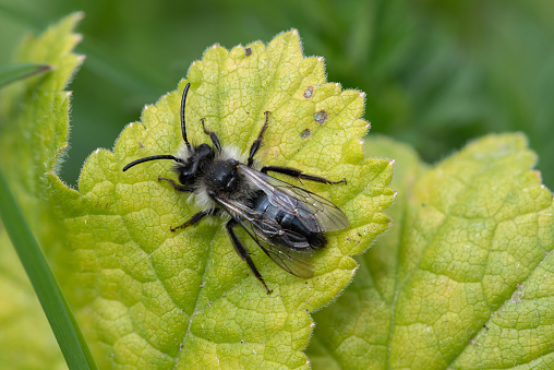 Close up of an ashy mining bee (andrena cineraria) on a leaf in a meadow