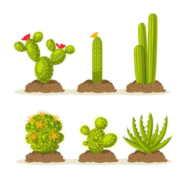 zestaw roślin kaktusowych na pustyni wśród piasku i ziemi, gleby. ilustracja wektorowa - western expansion stock illustrations