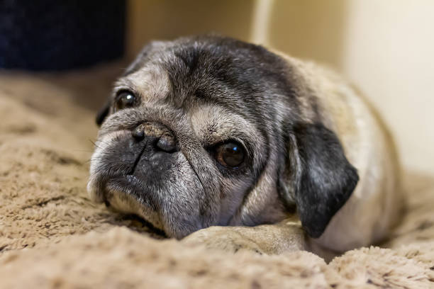 Portrait of an old elderly pug close-up