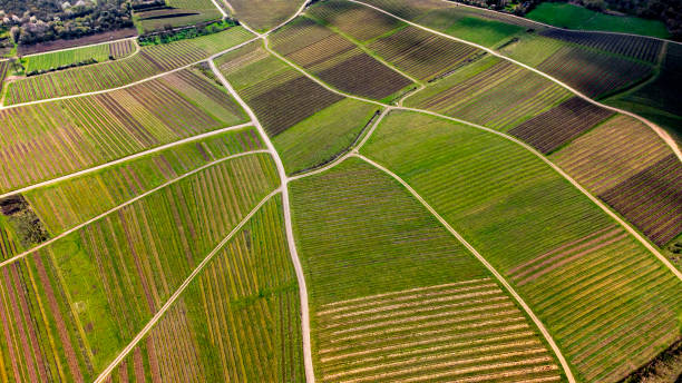 istock Vineyard in spring, Rheingau - aerial view 1312165879