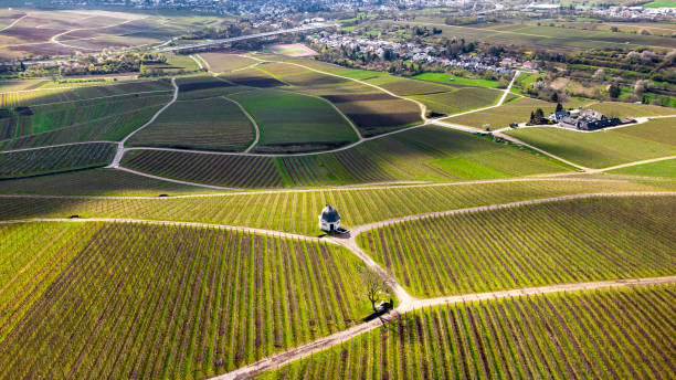 viñedo en primavera, rheingau - vista aérea - rheingau fotografías e imágenes de stock