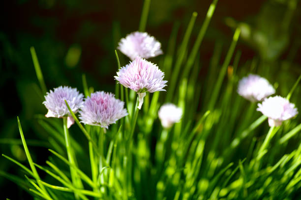A clump of flowering chives in nature. A clump of flowering chives in nature. Close-up chives allium schoenoprasum purple flowers and leaves stock pictures, royalty-free photos & images