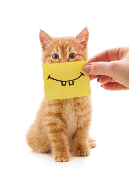 istock One little red kitten with smiley sticker sitting. 1312166007