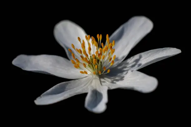 Wood anemone is one of the first spring blooms, arriving to take in the light through the leafless canopy in broadleaf woodland. Look for them in old and ancient woodland that suits their slow growth.