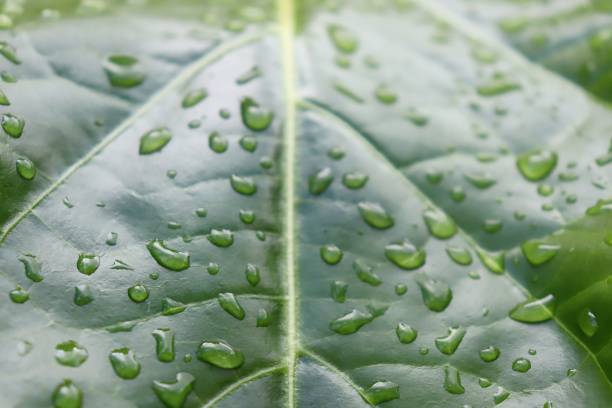 istock Green leaf with drops of water. 1312167280