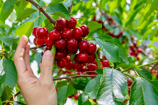 Picking delicious red cherries directly from the tree, hand grabbing some cherries.\nPlease see also my other food and fruit pictures!