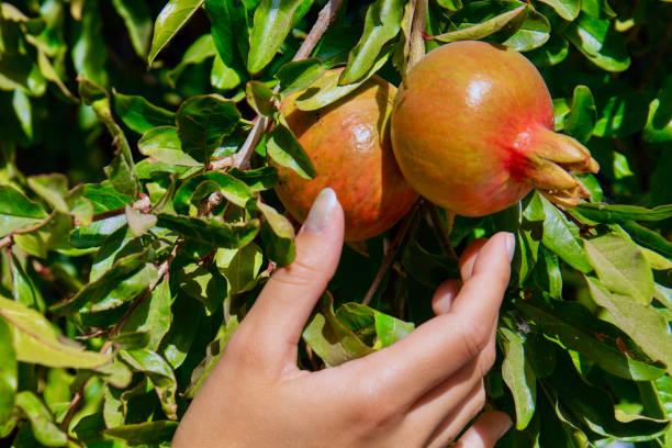 istock Picking delicious red cherries directly from the tree 1312168290