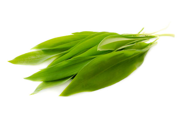 fresh green leaves of wild garlic isolated on white background, top view, copy space for text. allium ursinum, known as wild garlic, top view. ramson leaves isolated on white background, top view. - herbal medicine nature ramson garlic imagens e fotografias de stock