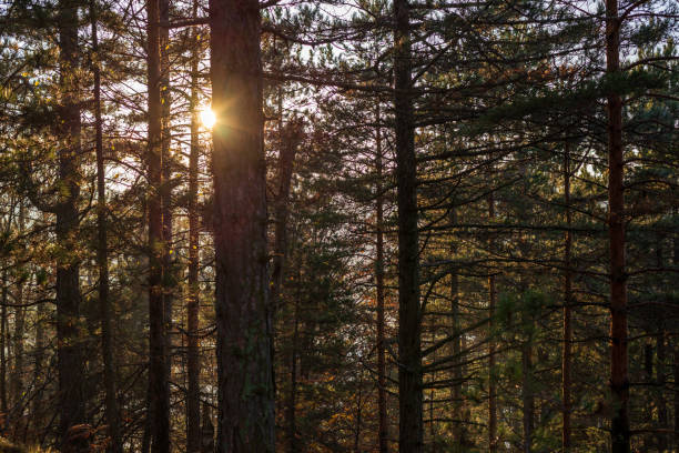 istock Sunbeams in woods 1312173791