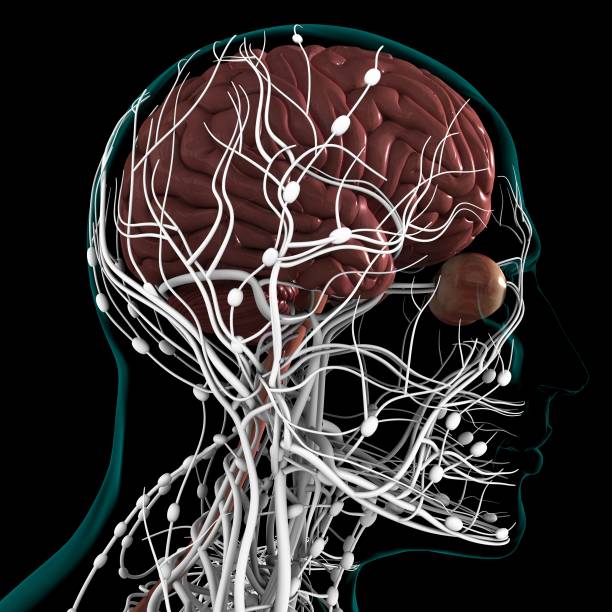 istock Human Brain Anatomy For Medical Concept 3D 1312175910