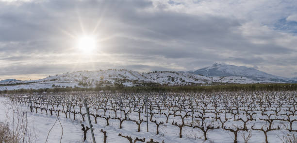 istock Panoramic view of vineyards in La Rioja after a heavy snowfall 1312175933
