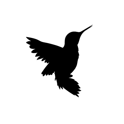 Hummingbird black glyph icon. Small exotic bird, Ecuador inhabitant. South and North America fauna. Zoology, ornithology silhouette symbol on white space. Tiny colibri vector isolated illustration.