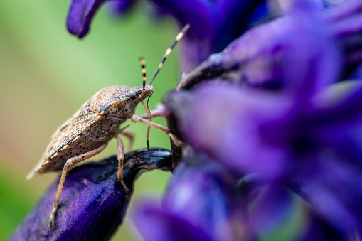 Close up macro shot of brown stink bug (shield bug) in springtime