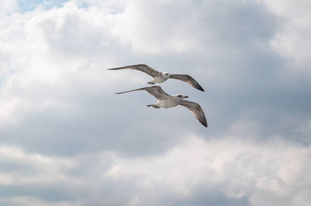 istock Two seagulls flying in the sky, Turkey. 1312177194