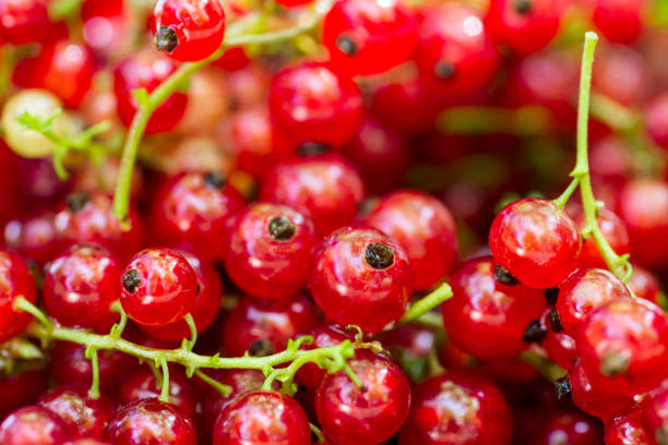 Juicy berries of red currant as a background. Red currant harvest.